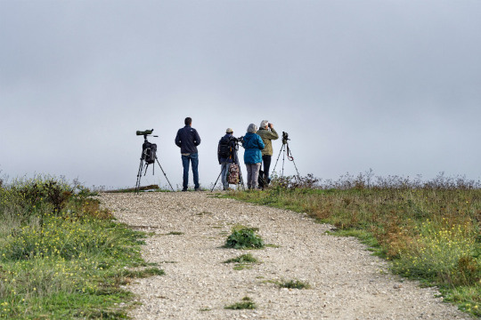 suivi migration-colline de la Revanche